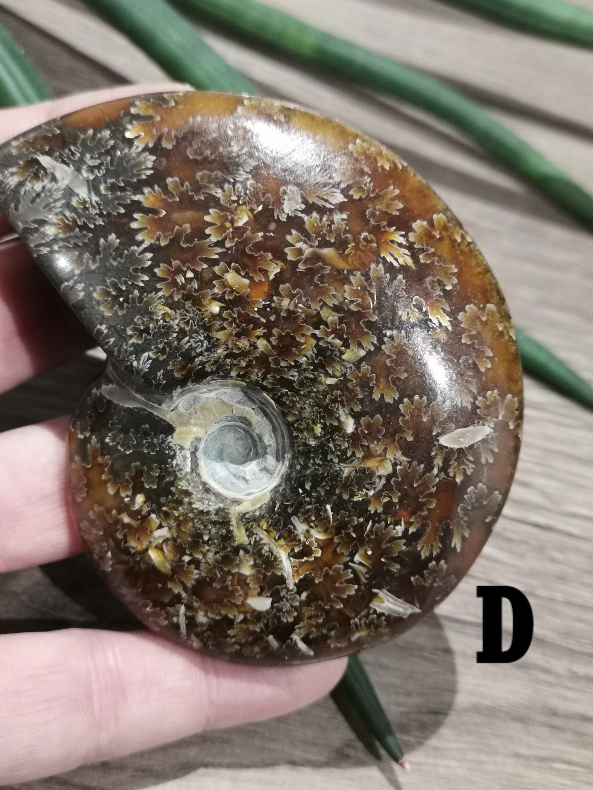 Ammonite fossile / Fossilisé , Magnifique spécimen à exposer. AU CHOIX