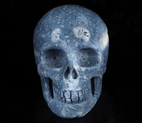 Esponja azul de 2", escultura de cráneo, fósil muy raro / Meditación / Cranio