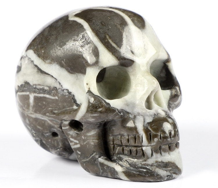 Rare Fossil Shell Agate Natural Stone Skull Collectible / Decor