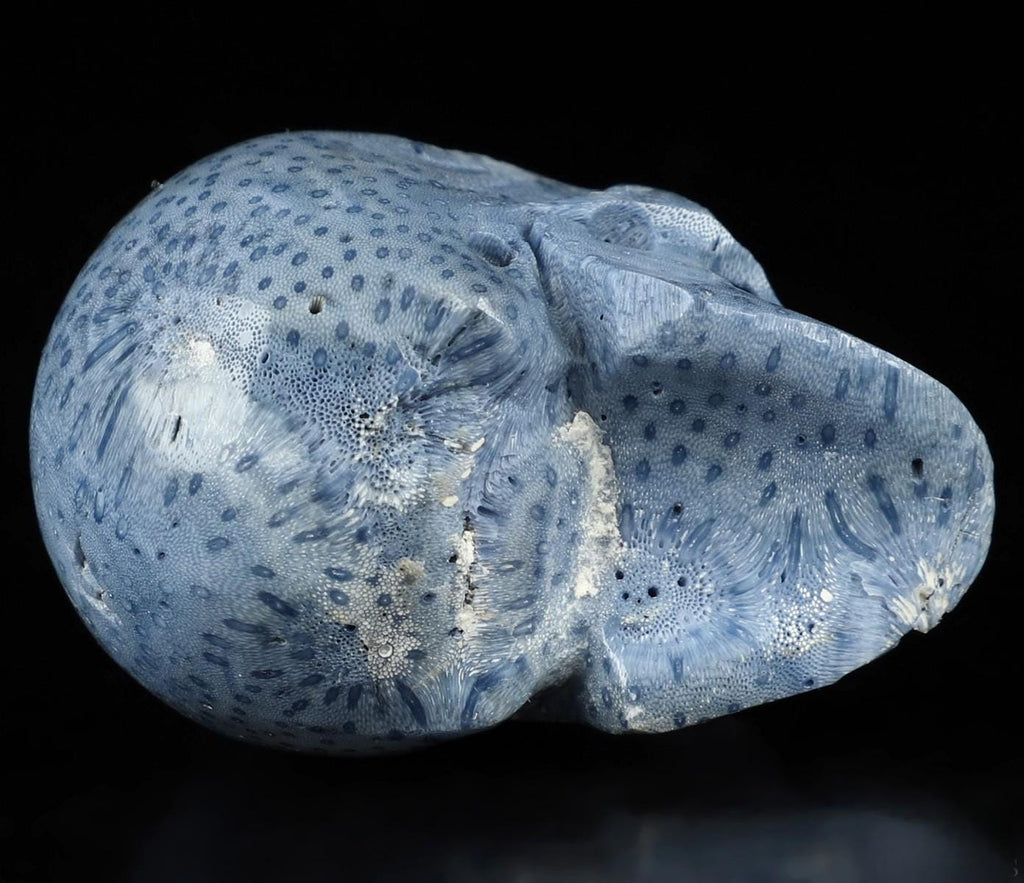 Zeerschaars fossiel blauw sponsje, stenen schedelsculptuur
