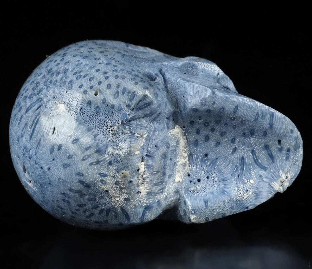Zeerschaars fossiel blauw sponsje, stenen schedelsculptuur