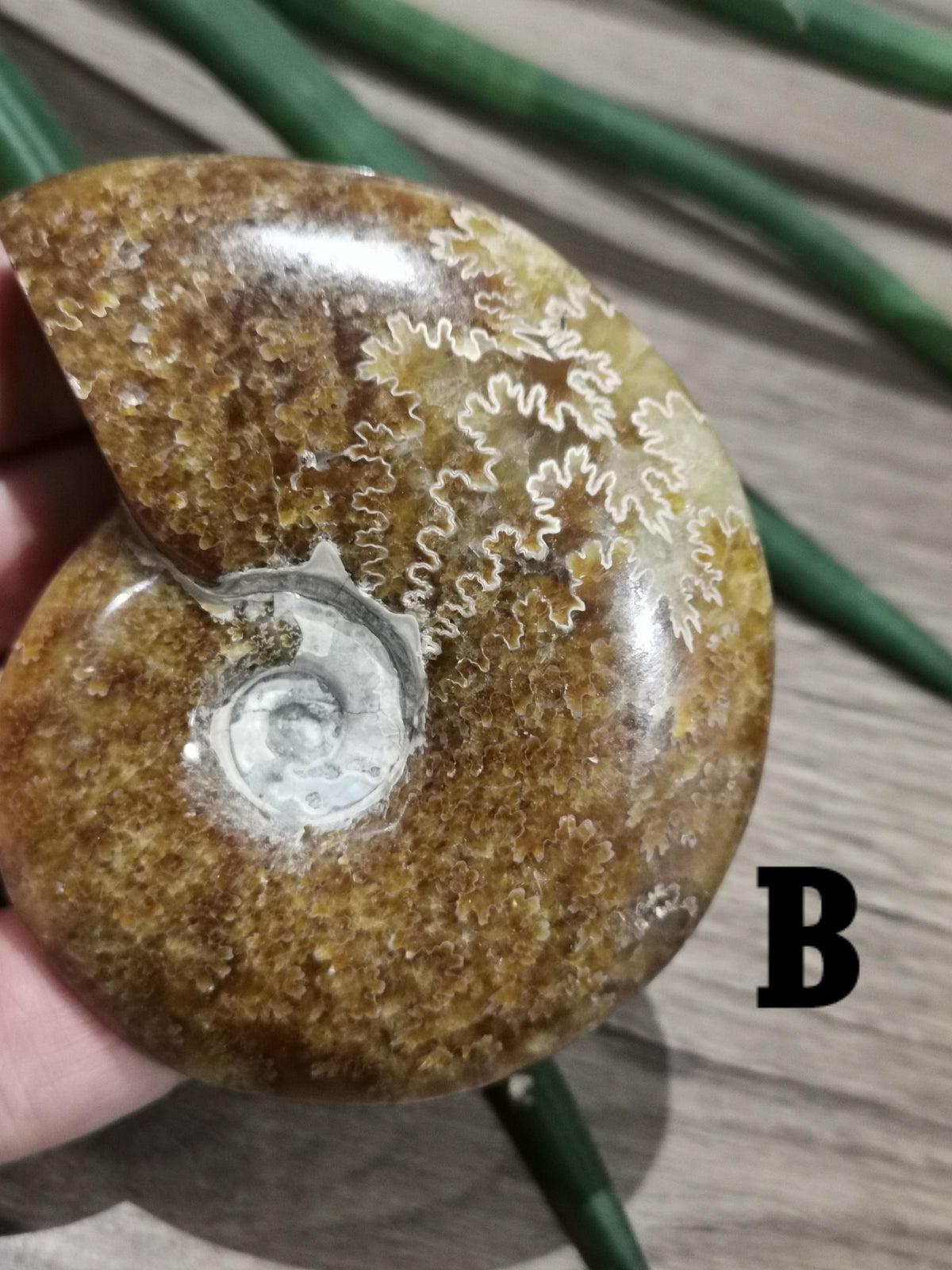 Ammonite fossile / Fossilisé , Magnifique spécimen à exposer. AU CHOIX