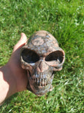 Opalenblauw; Que sera llanite, sculptuur van een langgerekt ALIEN-schedel / MAYA-reizigerschedel / lithotherapie / schedel; Cranio,
