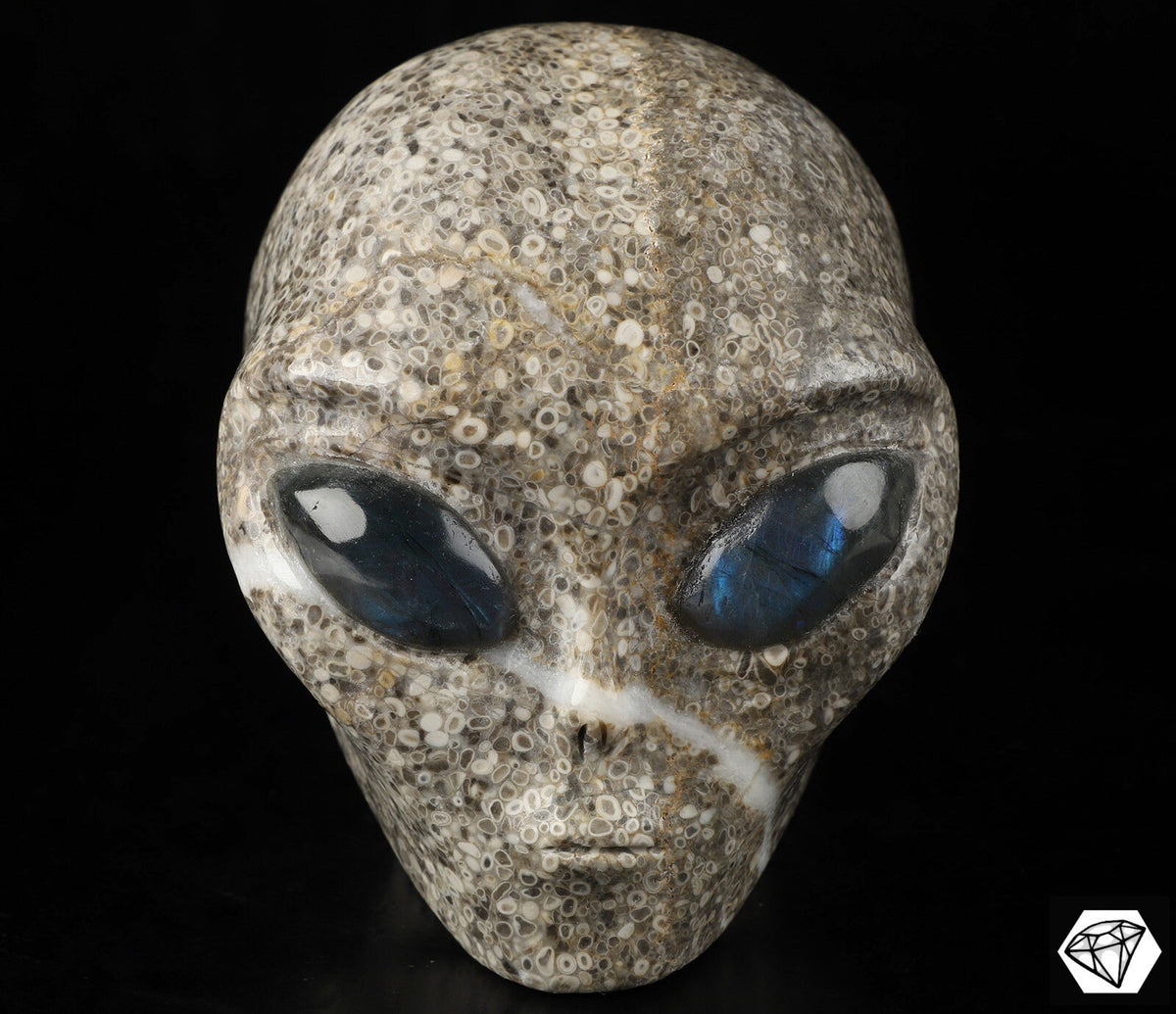 Crâne alien Roswell en pierre à fossiles de crinoïdes et labradorite · XL