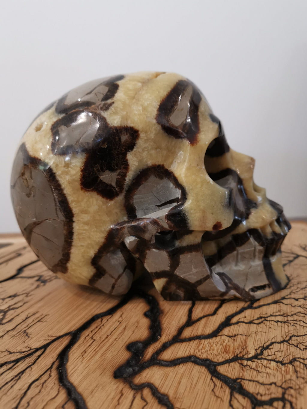 Septaria , Piedra del dragón , Gran Cráneo XL 3.8 KG , Piedra natural  / cabeza de muerto , vanidad / Memento mori