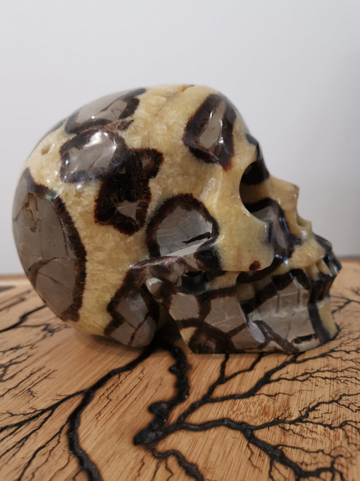 Septaria , Piedra del dragón , Gran Cráneo XL 3.8 KG , Piedra natural  / cabeza de muerto , vanidad / Memento mori