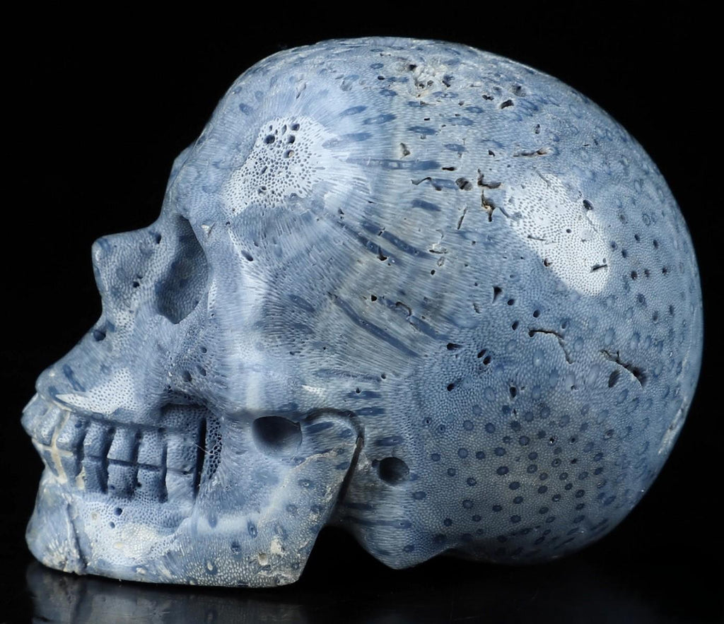 Zeerschaars fossiel blauw sponsje, stenen schedelsculptuur