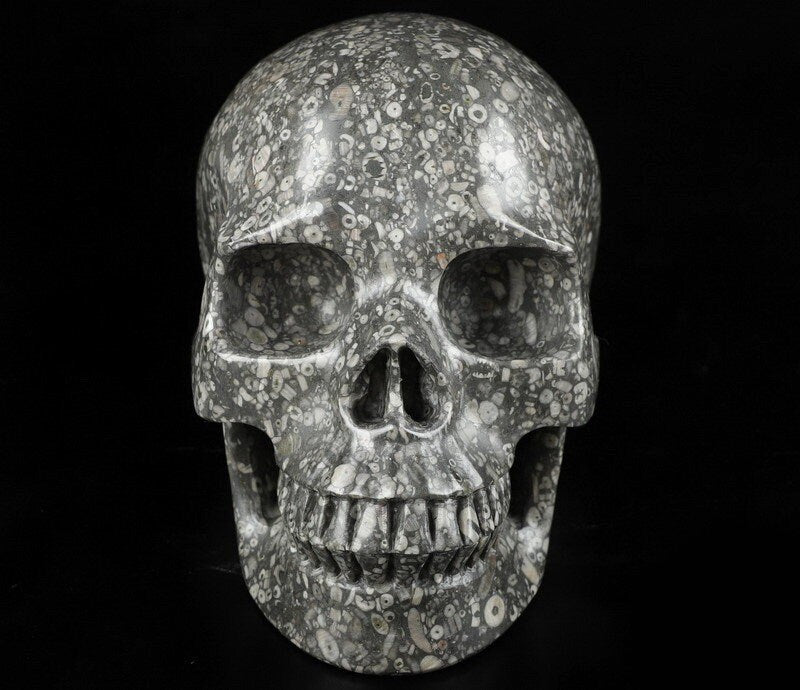 Cráneo XL de piedra con fósiles de crinoideos · Pieza única de 3,39 kg