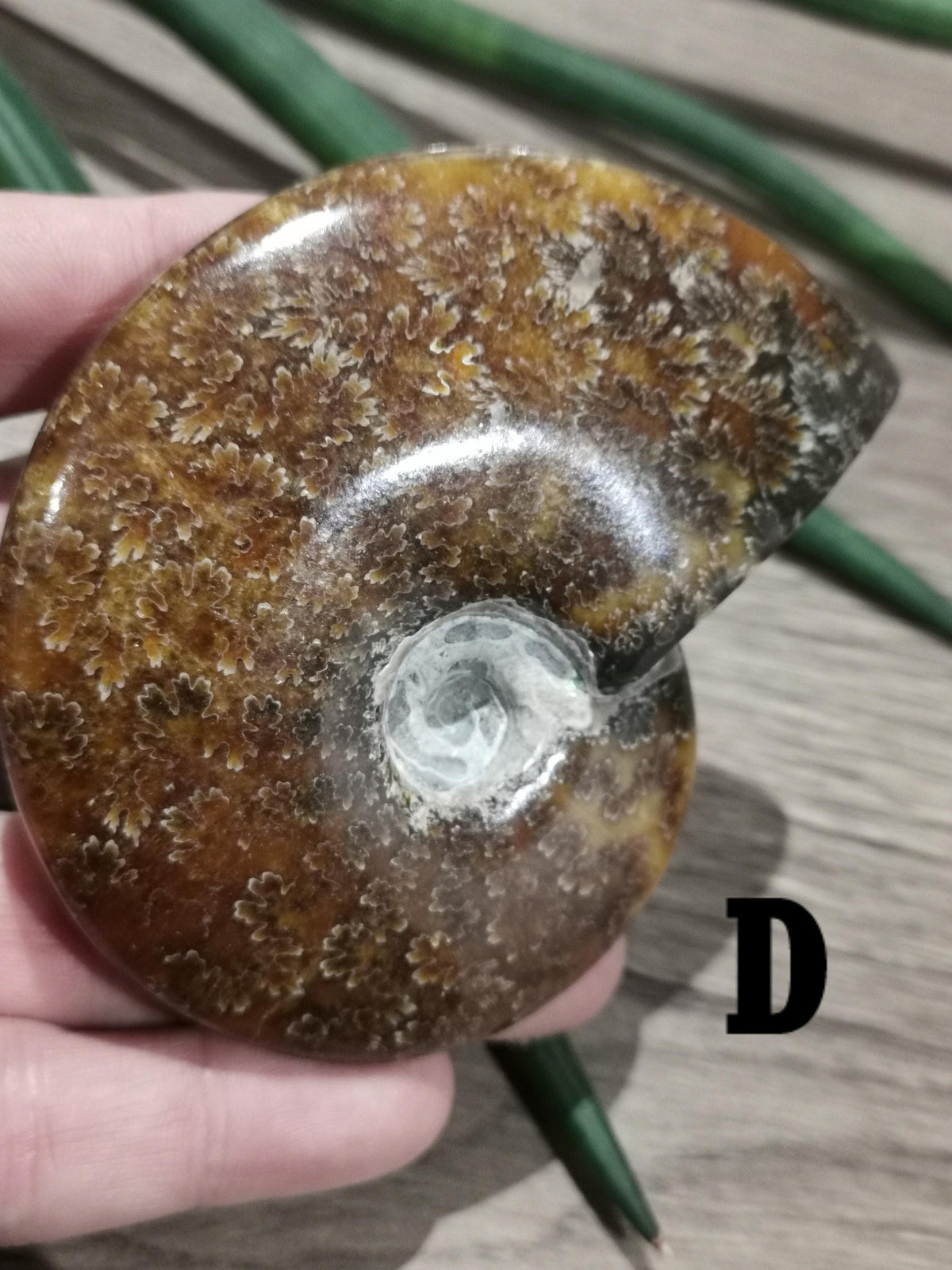 Ammonite fossile / Fossilisé , Magnifique spécimen à exposer. AU CHOIX