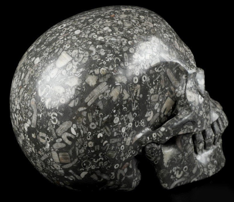 Cráneo XL de piedra con fósiles de crinoideos · Pieza única de 3,39 kg