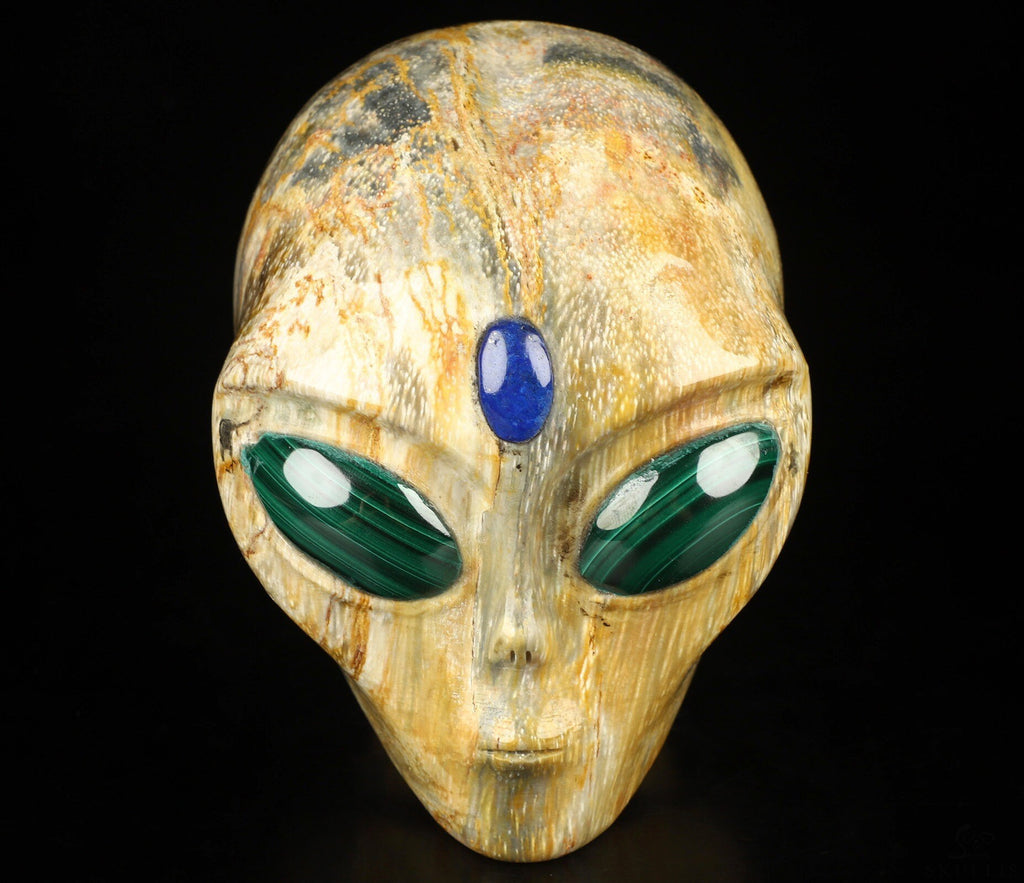 4.2" Crâne Alien pouce , Bois pétrifié / Extra terrestre Type Roswell , Skull , reikin , Invader