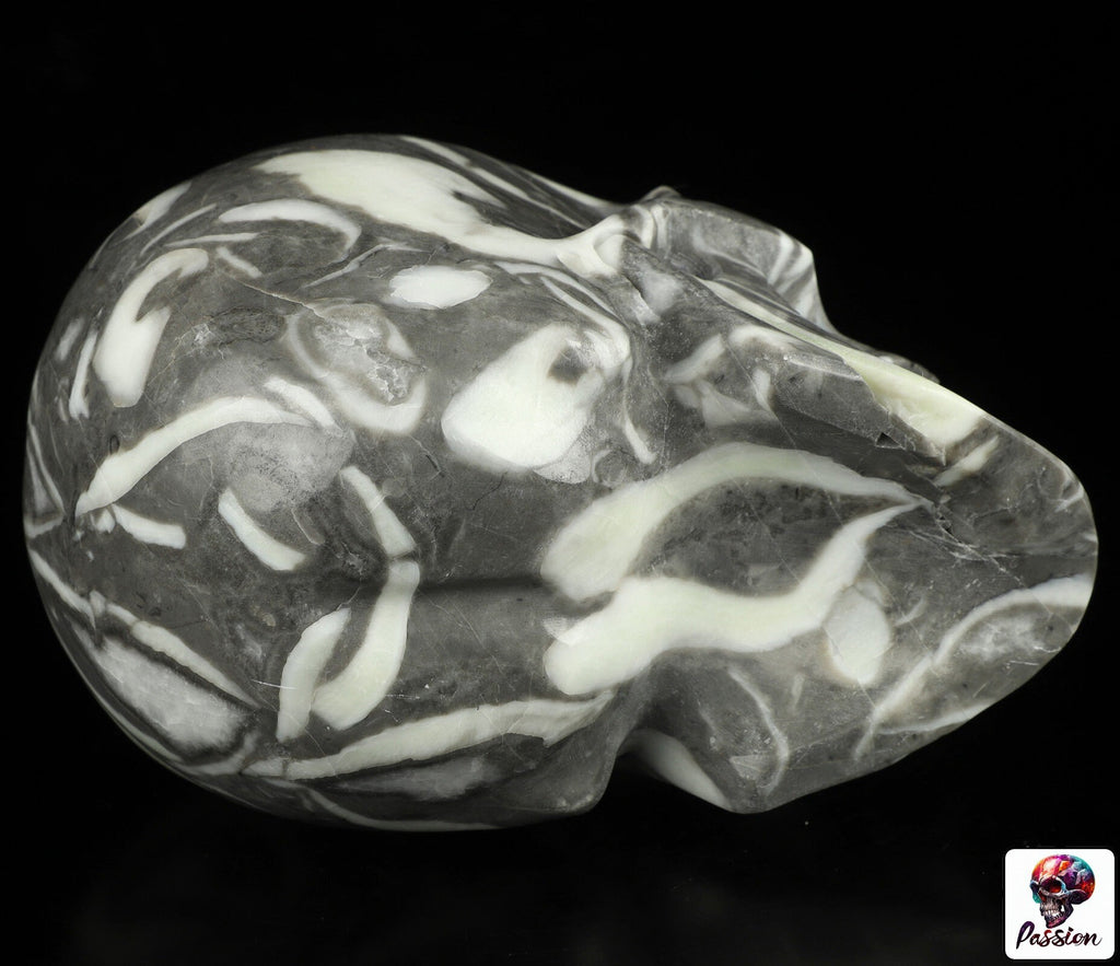 Rare Fossile de Palourde coquillage  , crâne de pierre  CHANTEUR  collection /  SchÄdel , Craneo , Singing Skull ,  Crystal Skull