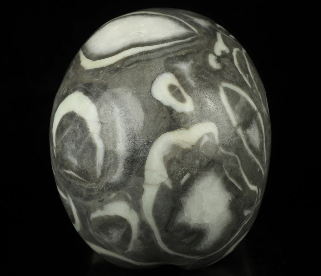 Rare Fossile de Palourde coquillage  , crâne de pierre /  collection / Lithothérapie / Cabinet de curiosité