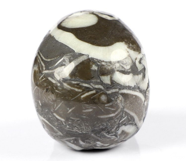 Abalone Fóssil Concha Rara Crânio em pedra natural de coleção / decoração