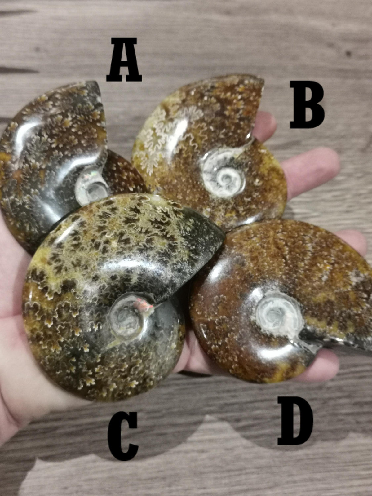 Ammonite fossile / Fossilisé , Magnifique spécimen à exposer. AU CHOIX