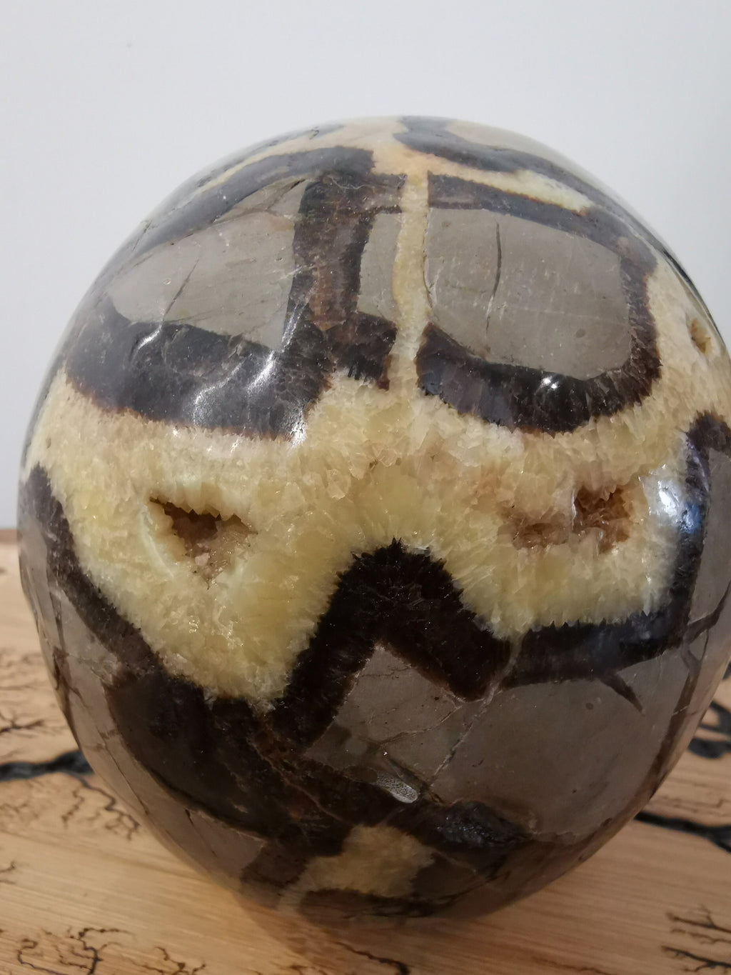 Septaria , Piedra del dragón , Gran Cráneo XL 3.8 KG , Piedra natural  / cabeza de muerto , vanidad / Memento mori