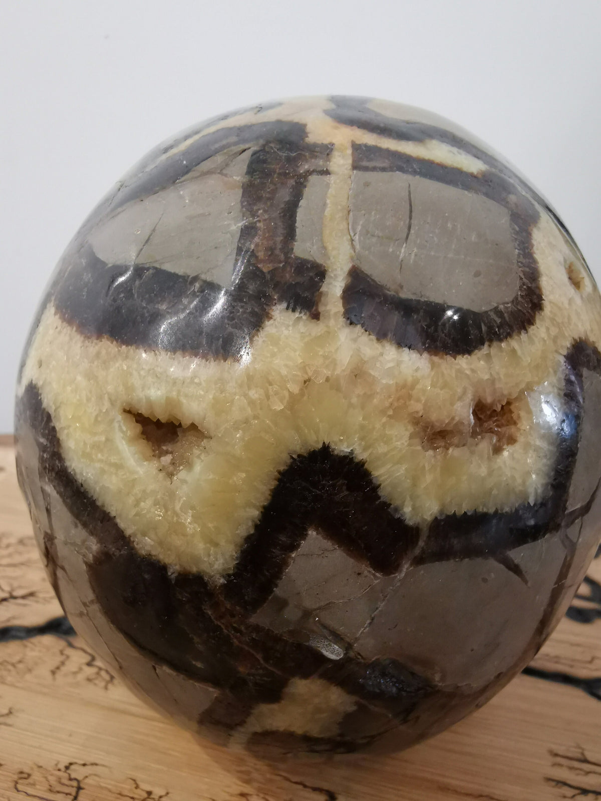 Septaria , Piedra del dragón , Gran Cráneo XL 3.8 KG , Piedra natural  / cabeza de muerto , vanidad / Memento mori