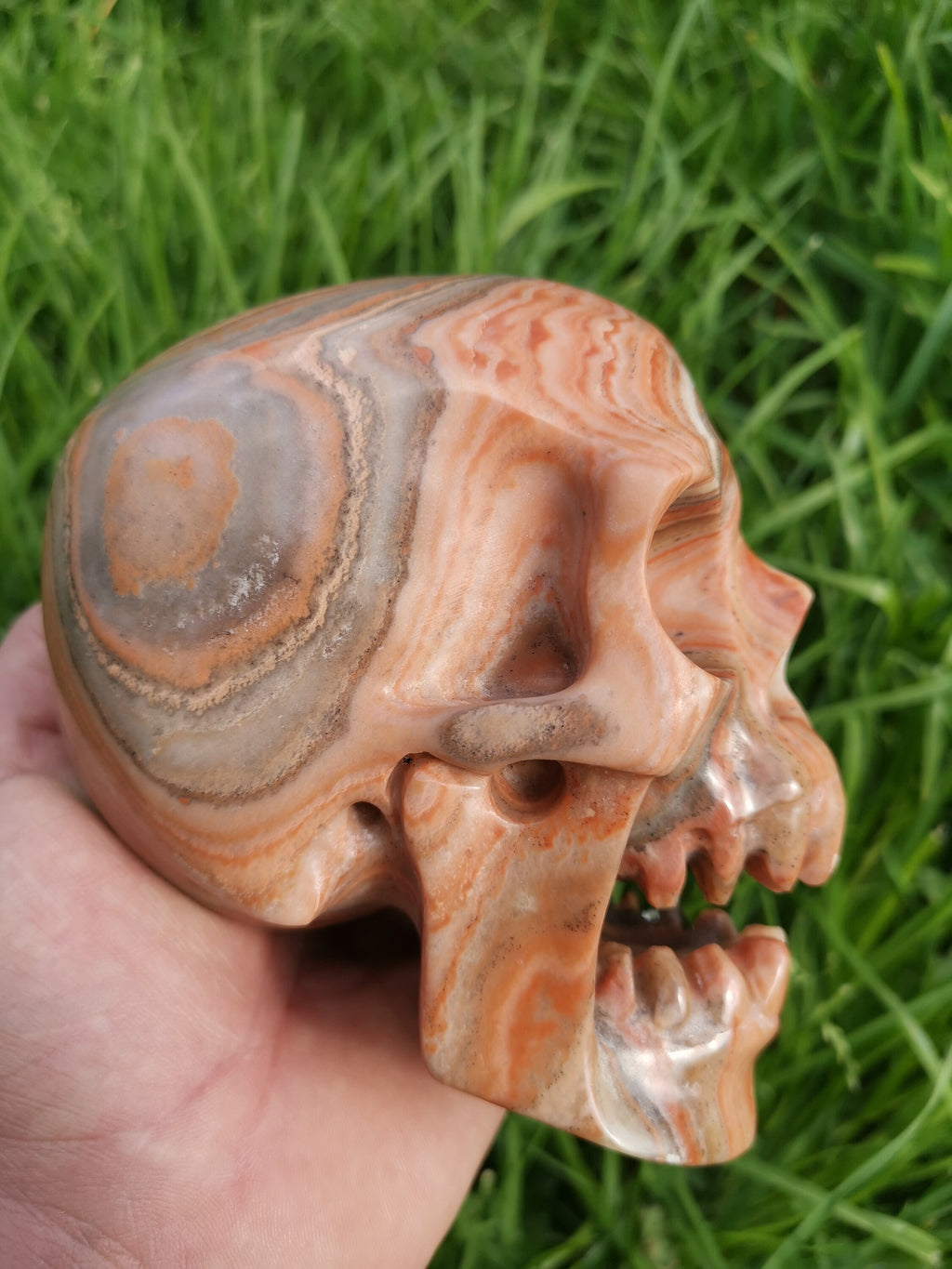 Red Veined Wood-Type Calcite / Skull in Fury / collectible natural stone, Skull collector Crystal Skull