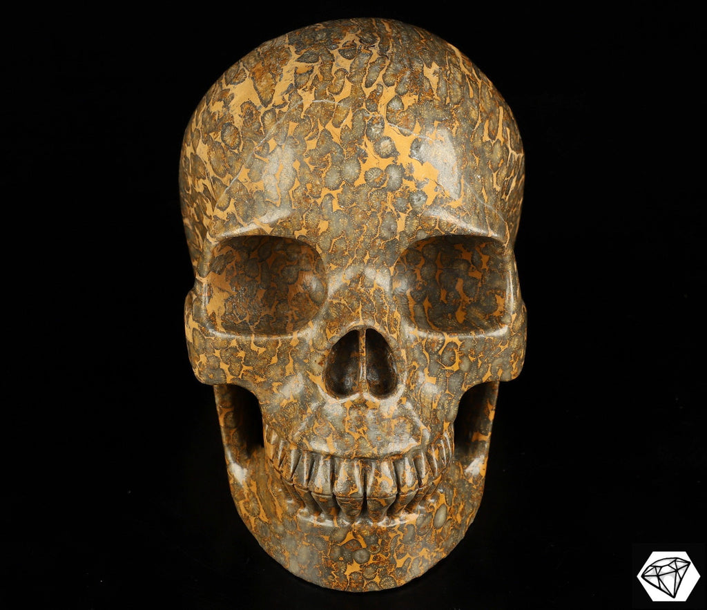 XXL-schedel van gefossiliseerd/versteend koraal – Uniek exemplaar van 3,25 kg