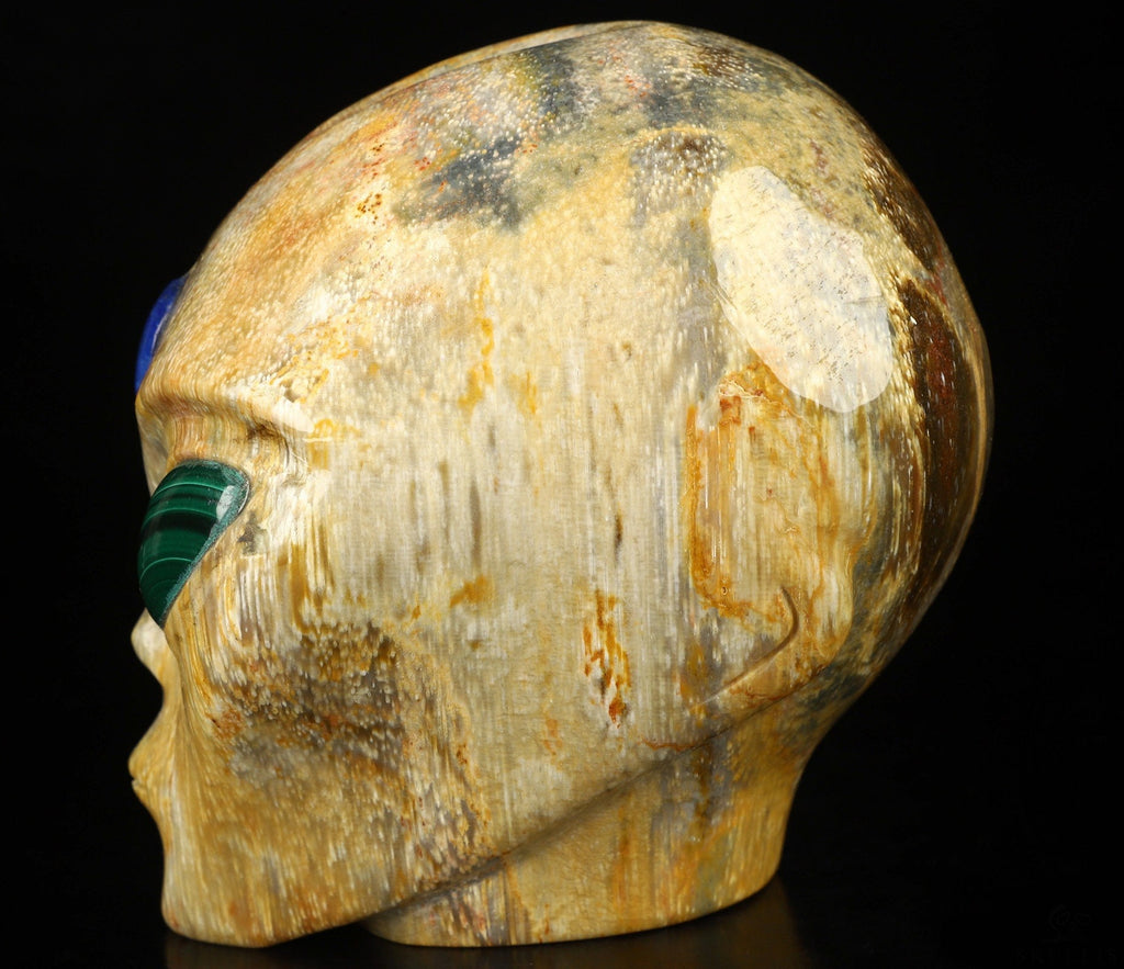 4.2" Crâne Alien pouce , Bois pétrifié / Extra terrestre Type Roswell , Skull , reikin , Invader