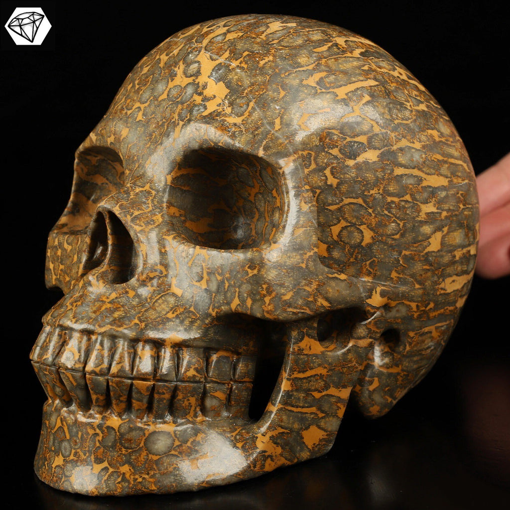 XXL-schedel van gefossiliseerd/versteend koraal – Uniek exemplaar van 3,25 kg