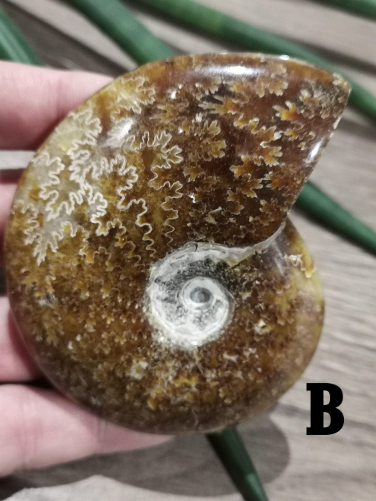 Ammonite fossile / Fossilisé , Magnifique spécimen à exposer. AU CHOIX