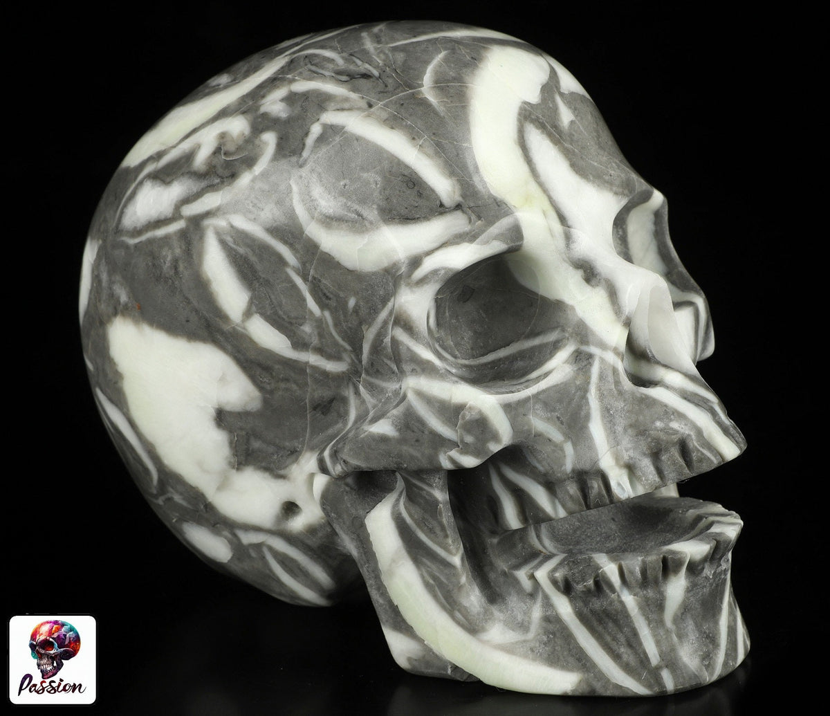 Rare Fossile de Palourde coquillage  , crâne de pierre  CHANTEUR  collection /  SchÄdel , Craneo , Singing Skull ,  Crystal Skull