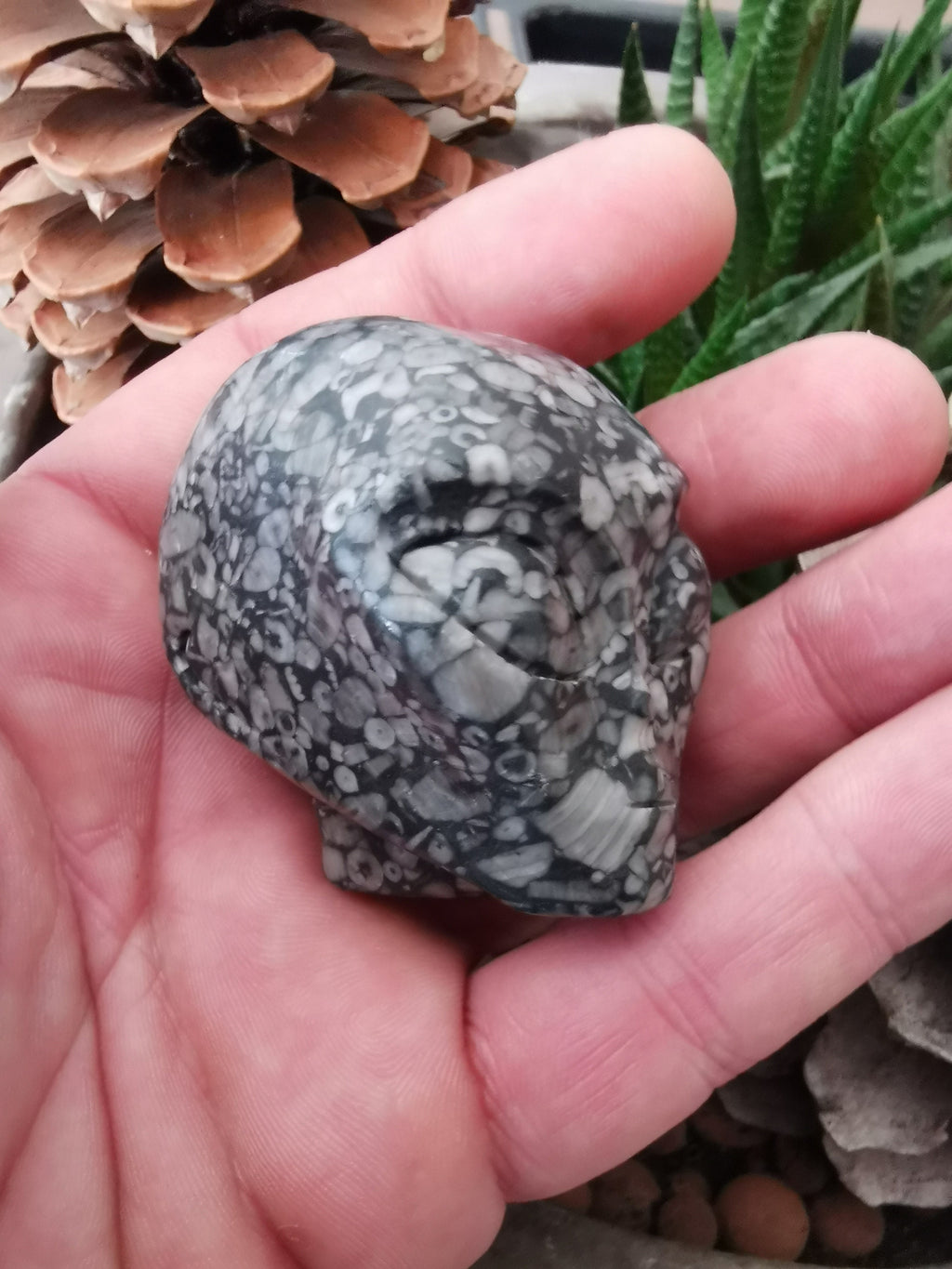 Fossile di crinoide N2, teschio di donna aliena di Roswell, minerale scolpito da collezione / REIKI SKULL Teschio di cristallo