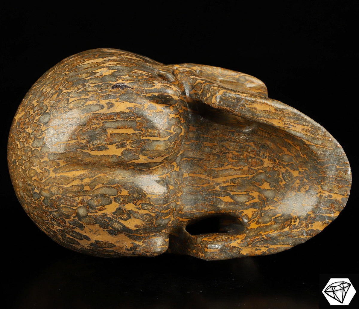 XXL-schedel van gefossiliseerd/versteend koraal – Uniek exemplaar van 3,25 kg