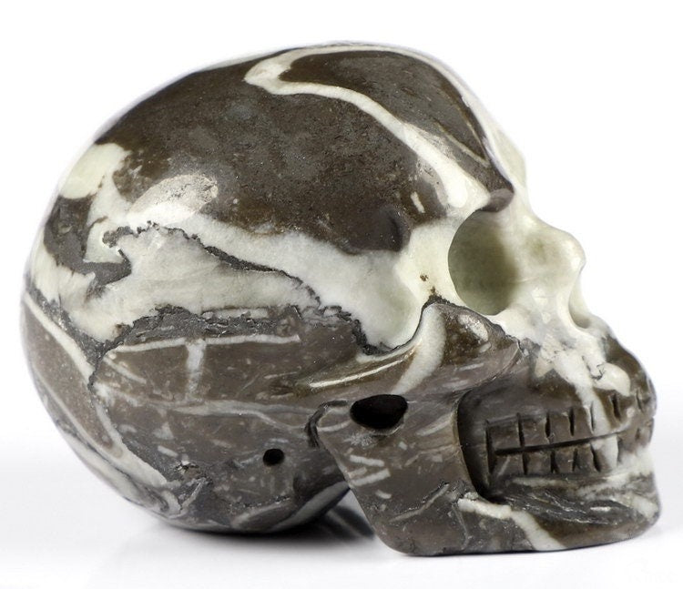 Rare Fossil Shell Agate Natural Stone Skull Collectible / Decor