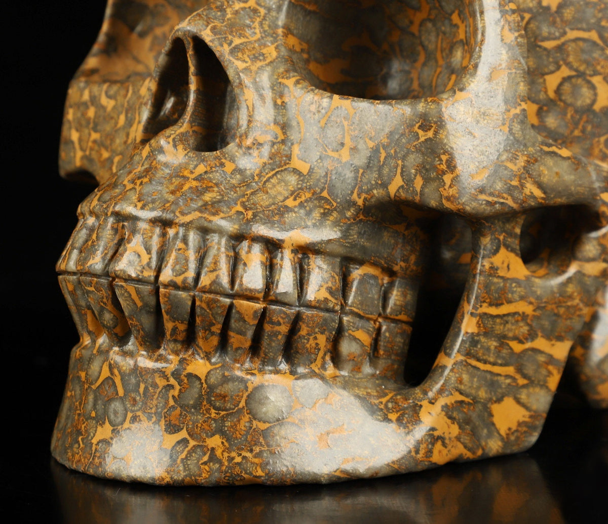 Crâne XXL en corail fossilisé / pétrifié – Pièce unique de 3,25 kg