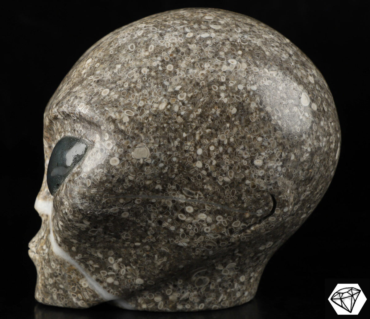 Crâne alien Roswell en pierre à fossiles de crinoïdes et labradorite · XL