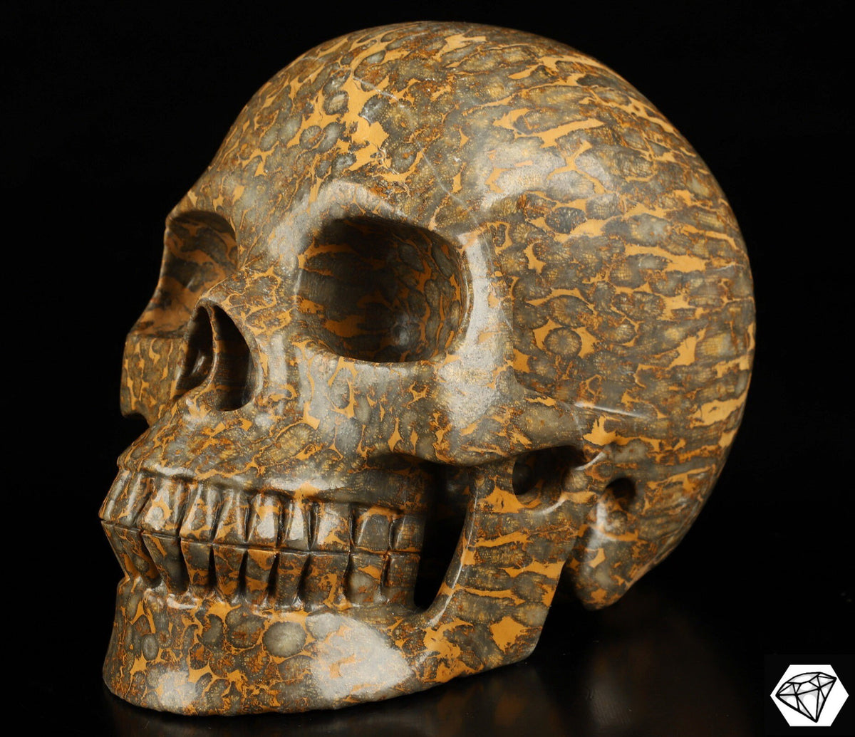 Crâne XXL en corail fossilisé / pétrifié – Pièce unique de 3,25 kg