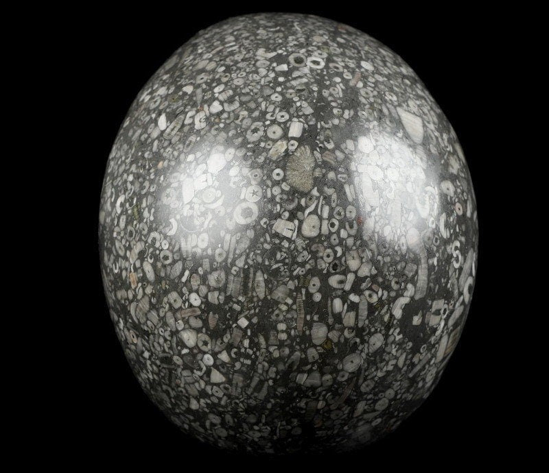 Cráneo XL de piedra con fósiles de crinoideos · Pieza única de 3,39 kg