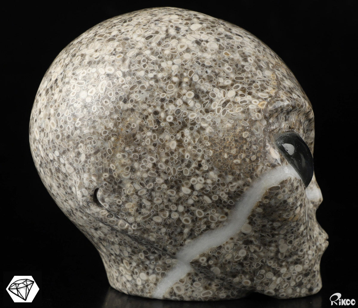 Crâne alien Roswell en pierre à fossiles de crinoïdes et labradorite · XL