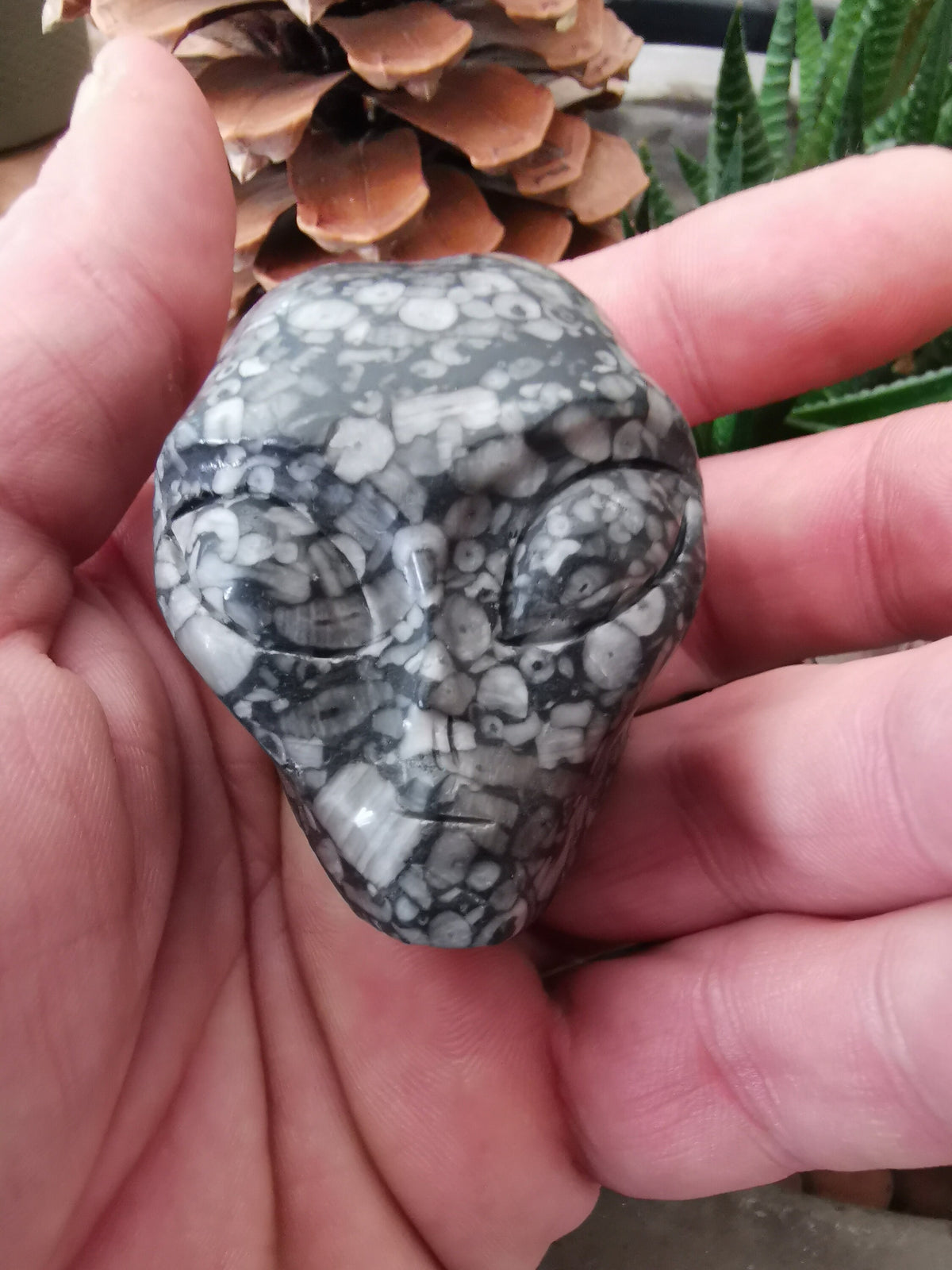 Fossile di crinoide N2, teschio di donna aliena di Roswell, minerale scolpito da collezione / REIKI SKULL Teschio di cristallo