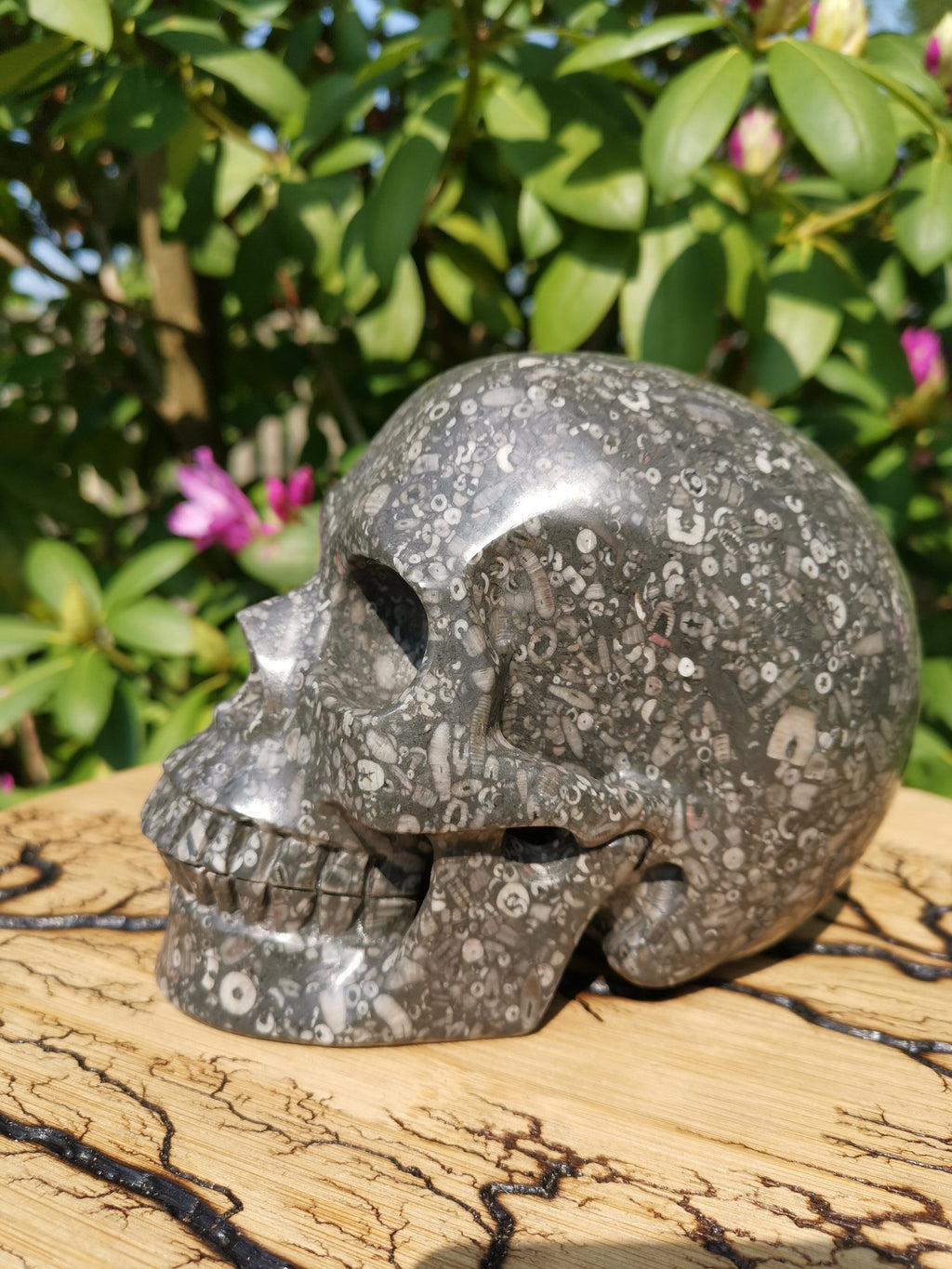Cráneo XL de piedra con fósiles de crinoideos · Pieza única de 3,39 kg