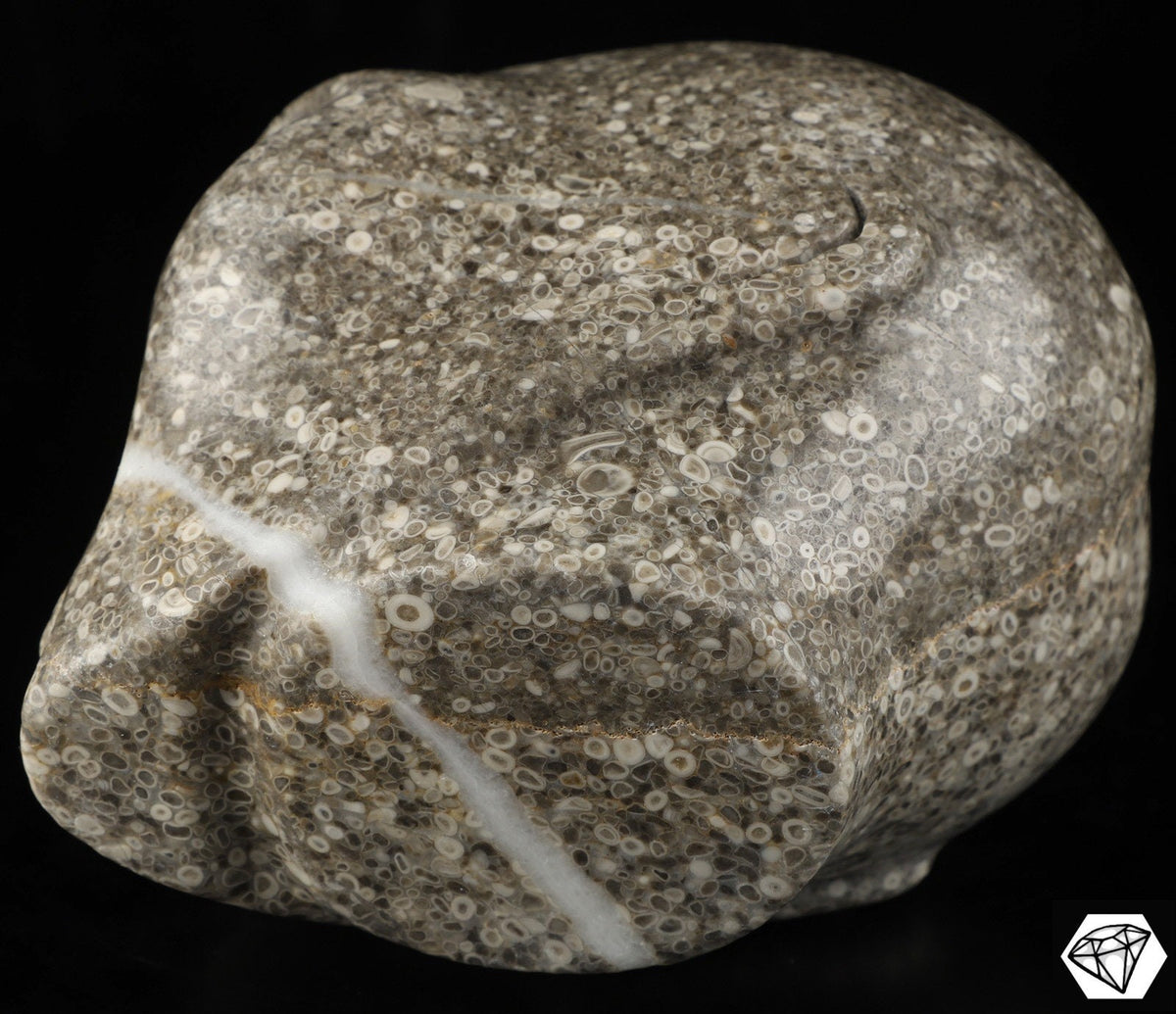 Roswell alien skull in crinoid fossil stone and labradorite · XL