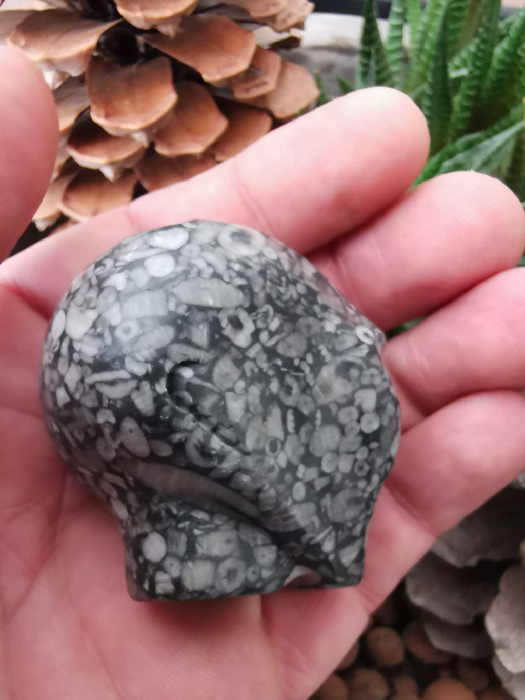 Fossile di crinoide N2, teschio di donna aliena di Roswell, minerale scolpito da collezione / REIKI SKULL Teschio di cristallo
