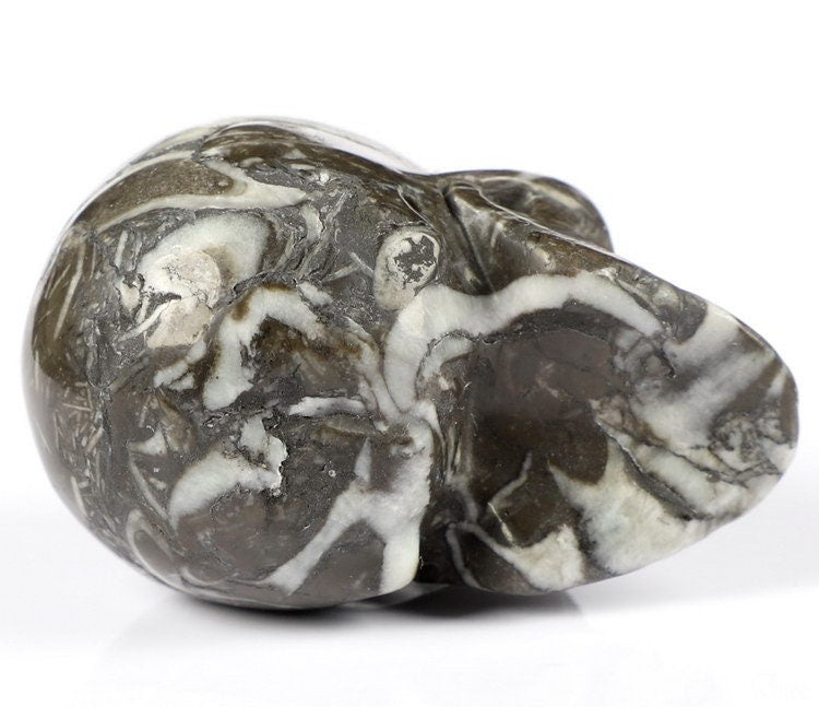 Abalone Fóssil Concha Rara Crânio em pedra natural de coleção / decoração