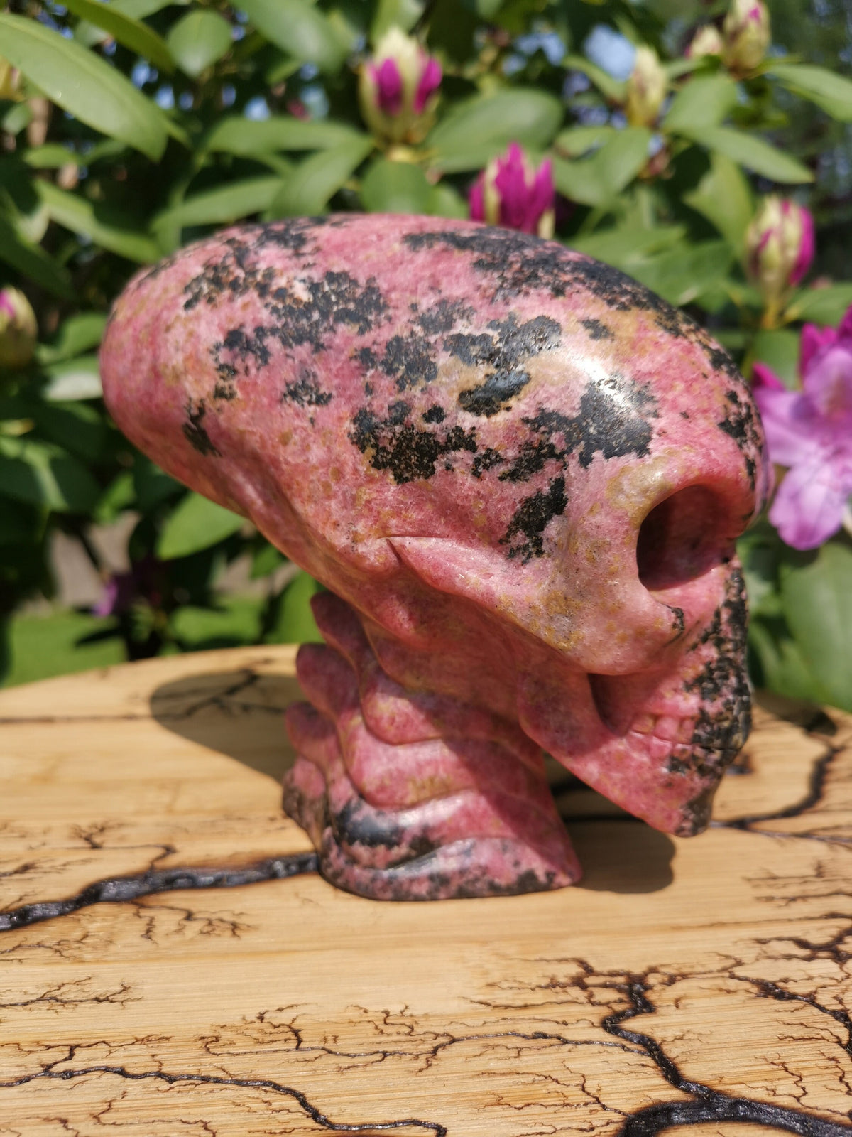 Rodoniet  6,5 inch ,  Sculptuur AALIEDEN Kristallen Schedel  / Maya Reizende Schedel / lithotherapie / Schedel ; Cranio , Kristalloden Schedel
