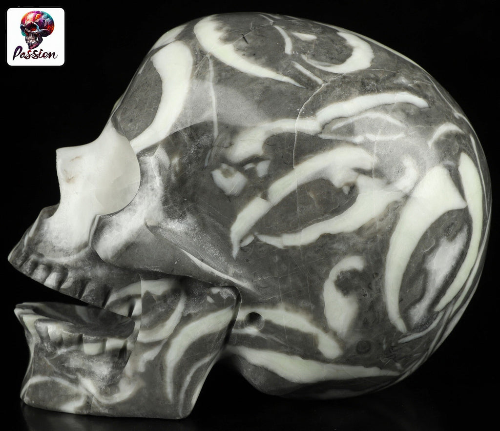 Rare Fossile de Palourde coquillage  , crâne de pierre  CHANTEUR  collection /  SchÄdel , Craneo , Singing Skull ,  Crystal Skull
