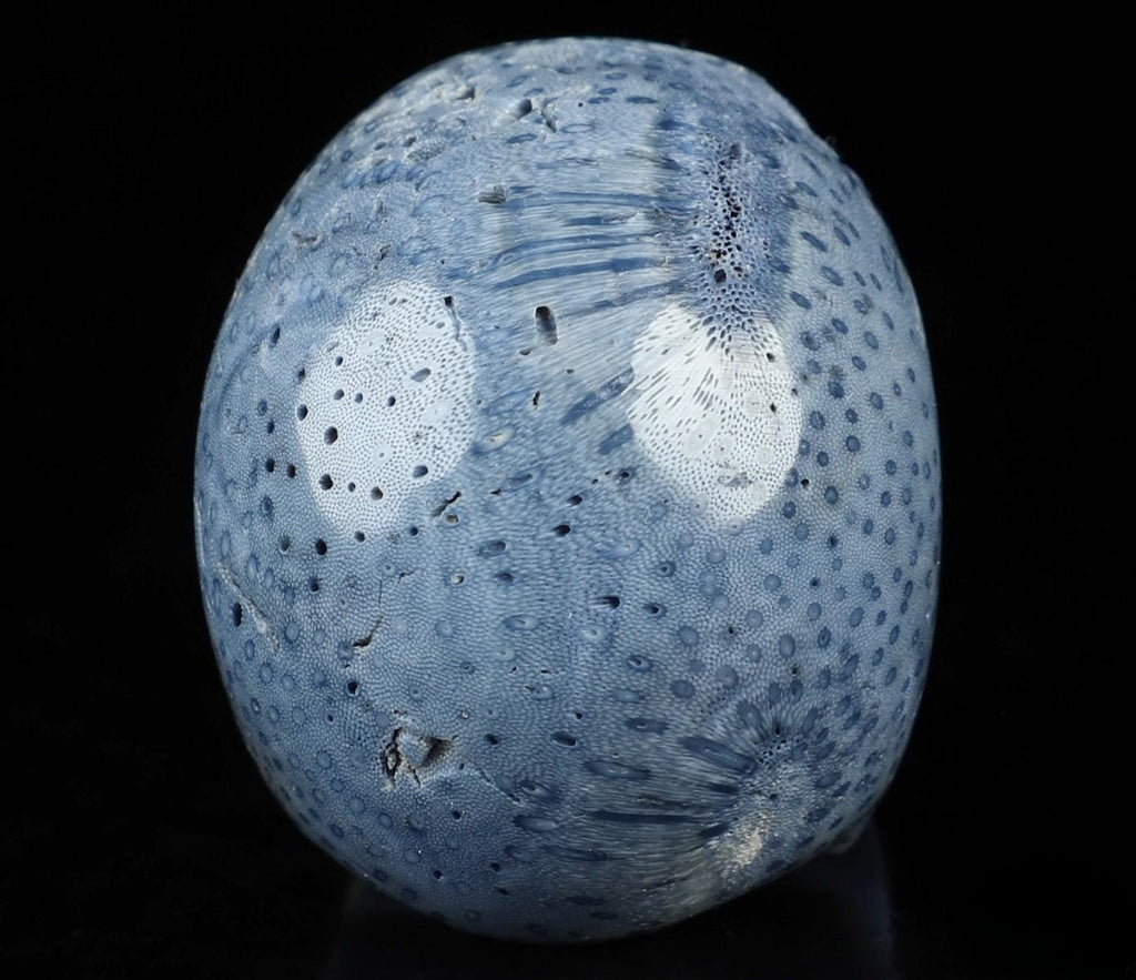 Zeerschaars fossiel blauw sponsje, stenen schedelsculptuur