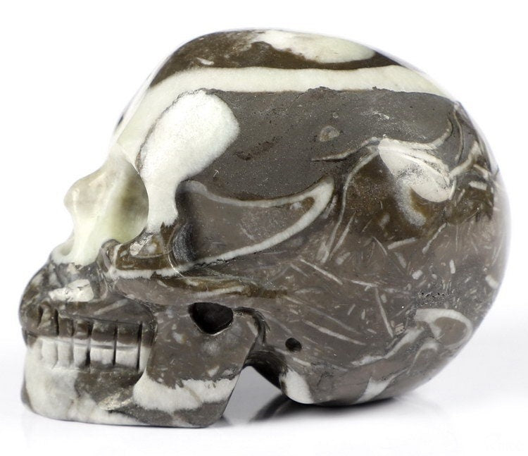Rare Fossil Shell Agate Natural Stone Skull Collectible / Decor
