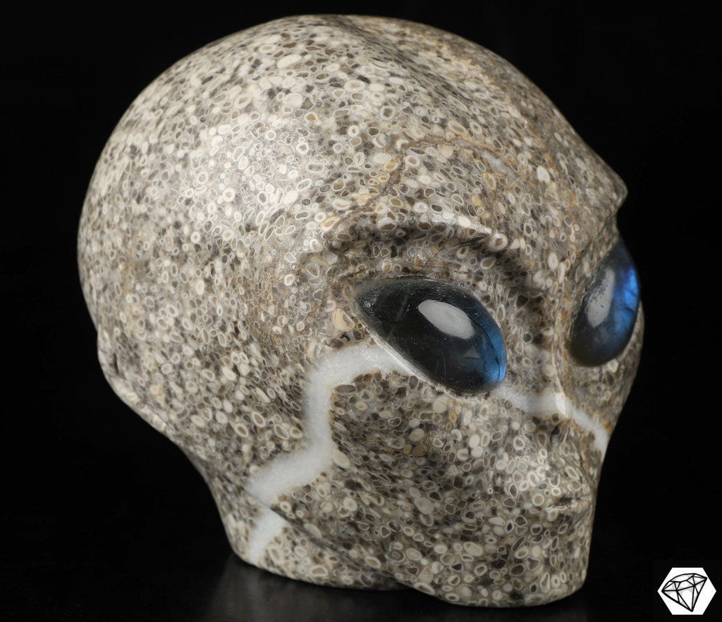 Roswell alien skull in crinoid fossil stone and labradorite · XL
