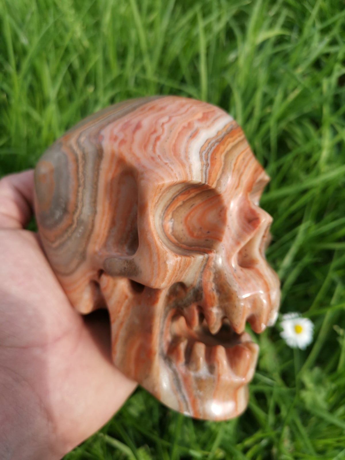Red Veined Wood-Type Calcite / Skull in Fury / collectible natural stone, Skull collector Crystal Skull