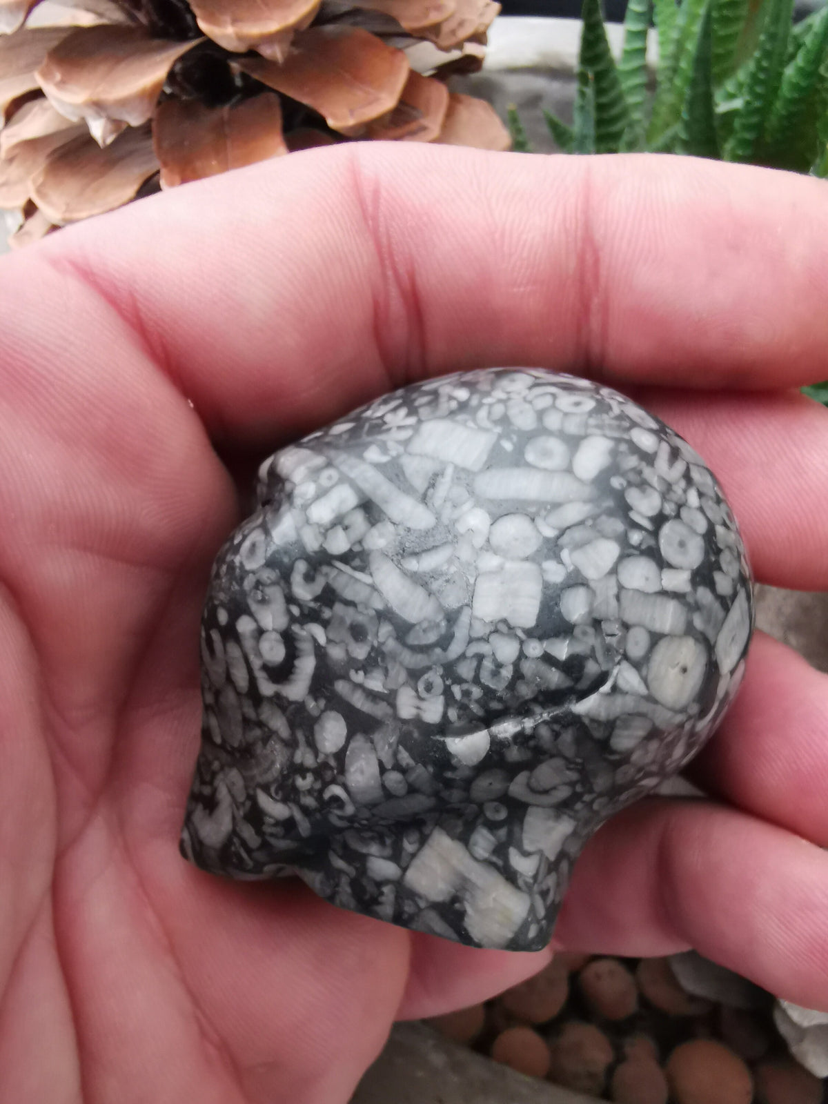 Fossile di crinoide N2, teschio di donna aliena di Roswell, minerale scolpito da collezione / REIKI SKULL Teschio di cristallo