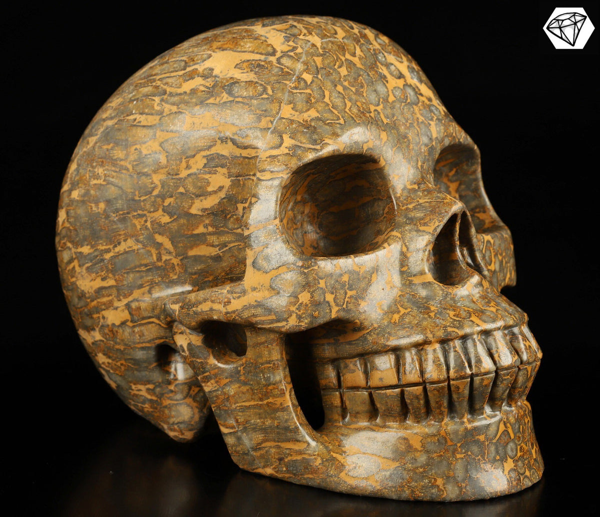 Crâne XXL en corail fossilisé / pétrifié – Pièce unique de 3,25 kg
