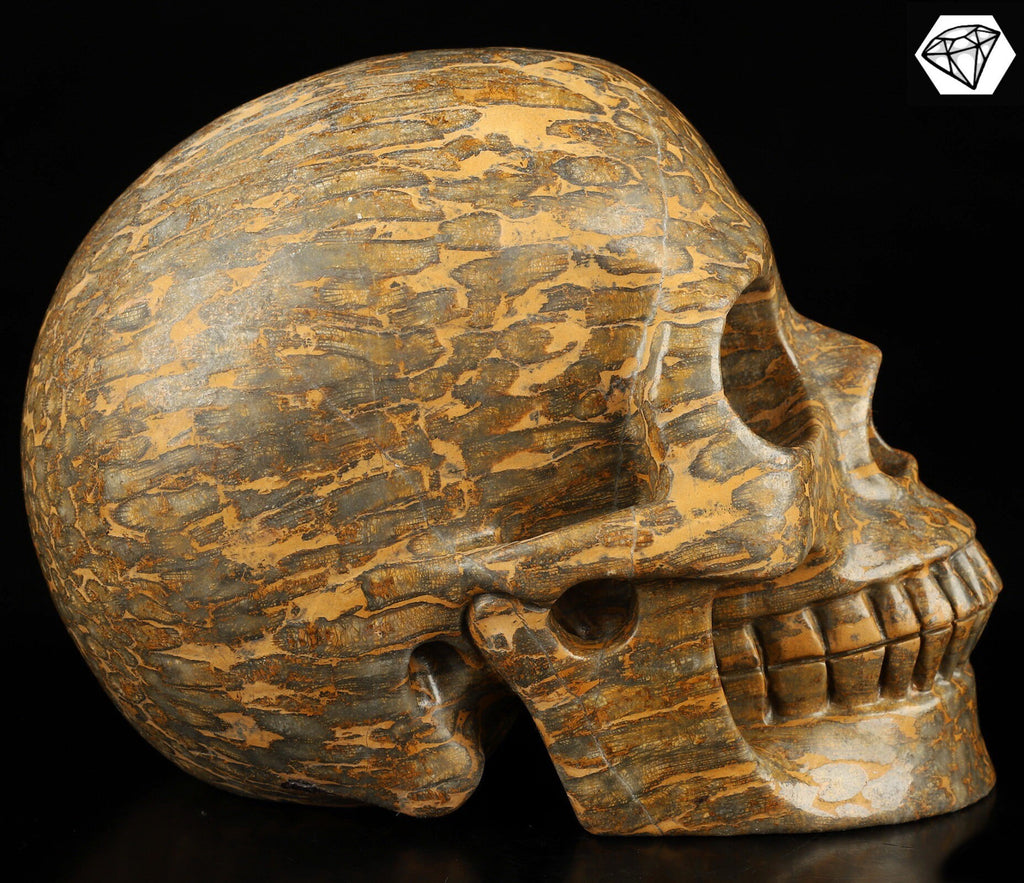 XXL-schedel van gefossiliseerd/versteend koraal – Uniek exemplaar van 3,25 kg