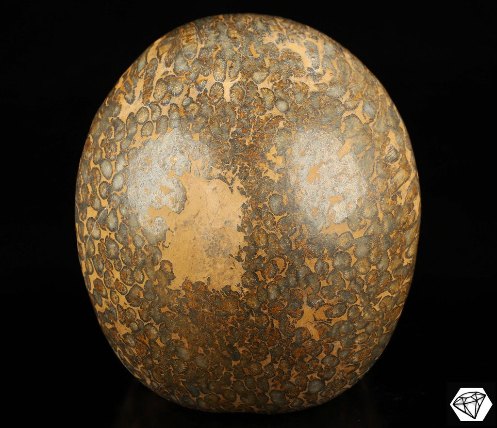 XXL-schedel van gefossiliseerd/versteend koraal – Uniek exemplaar van 3,25 kg